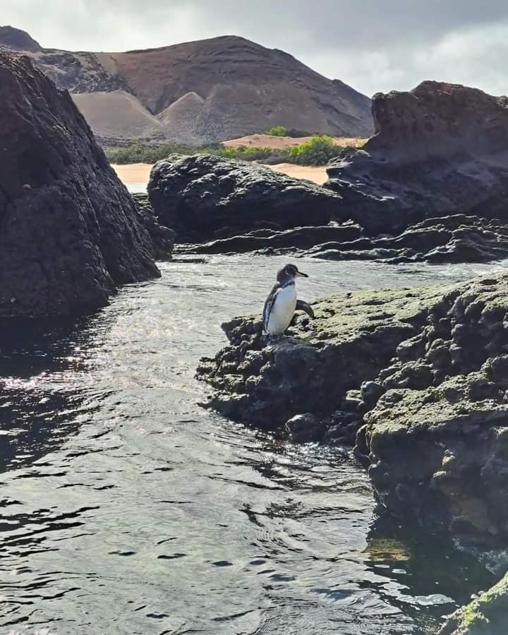 Appartamento Casa Alexita Puerto Baquerizo Moreno Esterno foto